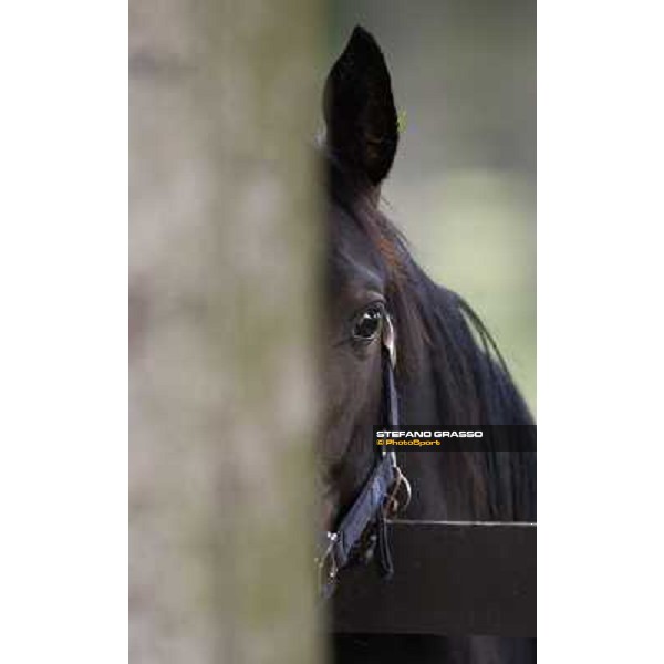 a day at Stud Boesso Capronno, 9th june 2005 ph. Stefano Grasso