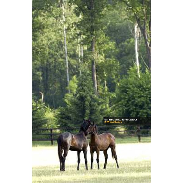 a day at Stud Boesso Capronno, 9th june 2005 ph. Stefano Grasso