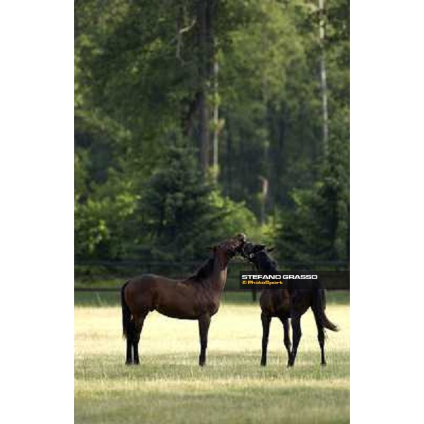 a day at Stud Boesso Capronno, 9th june 2005 ph. Stefano Grasso
