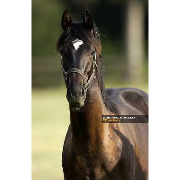 a day at Stud Boesso Capronno, 9th june 2005 ph. Stefano Grasso