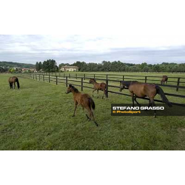 a day at Stud Boesso Capronno, 9th june 2005 ph. Stefano Grasso