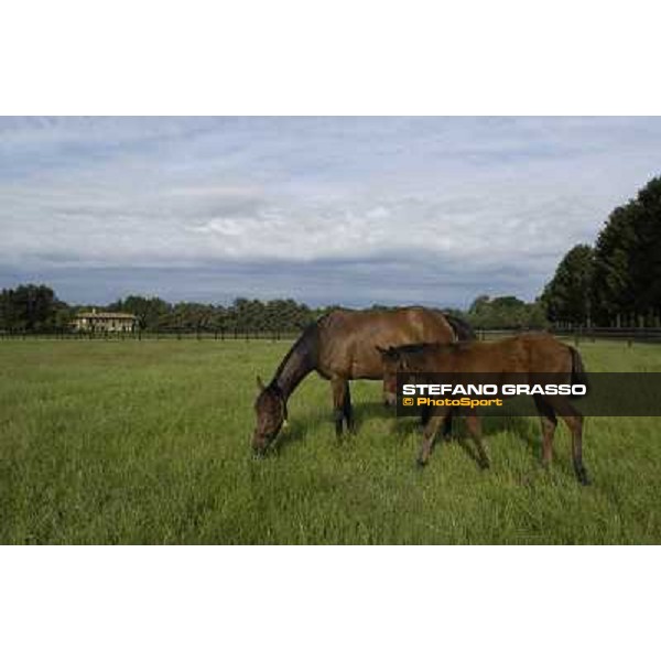 a day at Stud Boesso Capronno, 9th june 2005 ph. Stefano Grasso