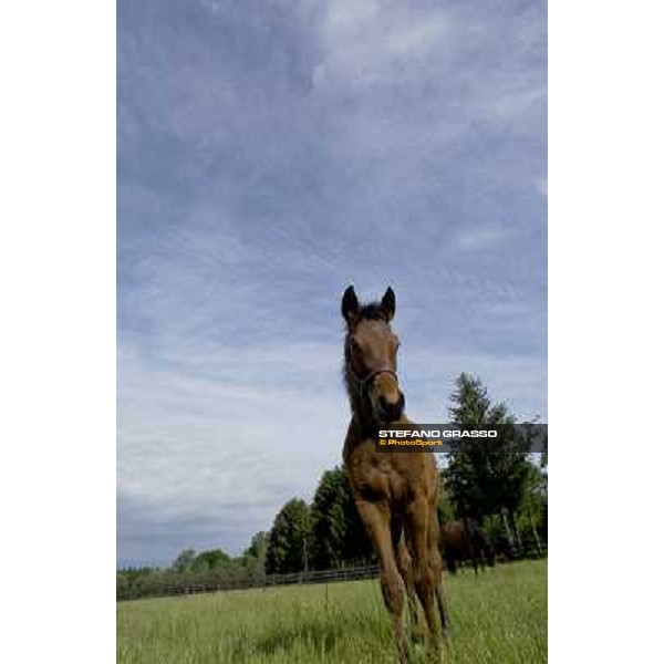 a day at Stud Boesso Capronno, 9th june 2005 ph. Stefano Grasso