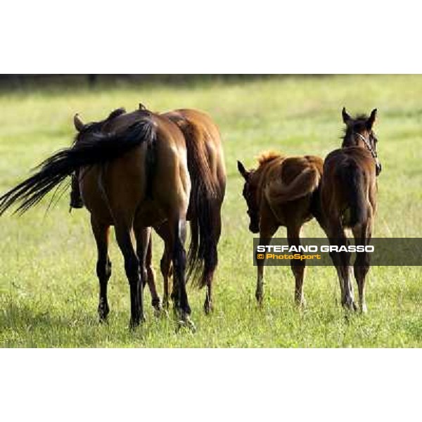a day at Stud Boesso Capronno, 9th june 2005 ph. Stefano Grasso