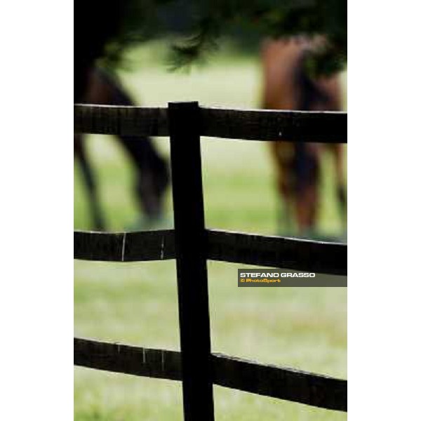 a day at Stud Boesso Capronno, 9th june 2005 ph. Stefano Grasso