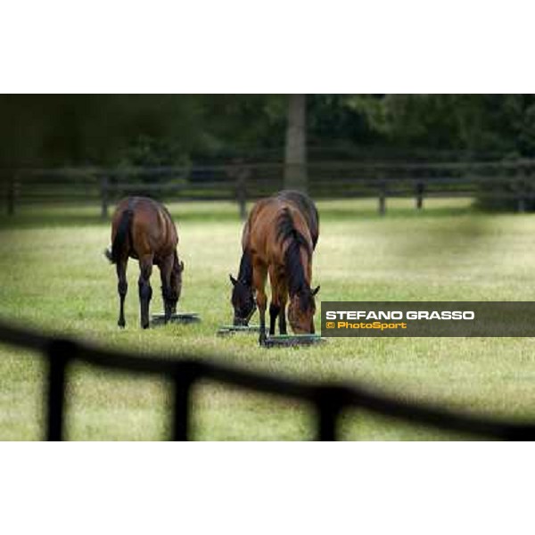 a day at Stud Boesso Capronno, 9th june 2005 ph. Stefano Grasso