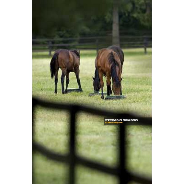 a day at Stud Boesso Capronno, 9th june 2005 ph. Stefano Grasso