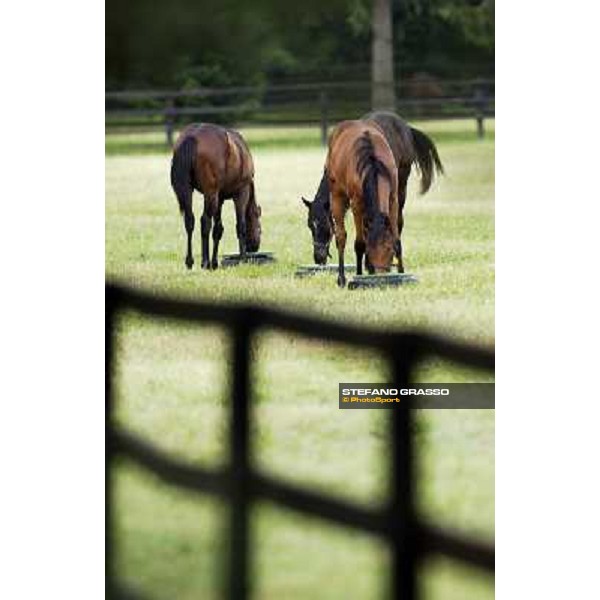 a day at Stud Boesso Capronno, 9th june 2005 ph. Stefano Grasso