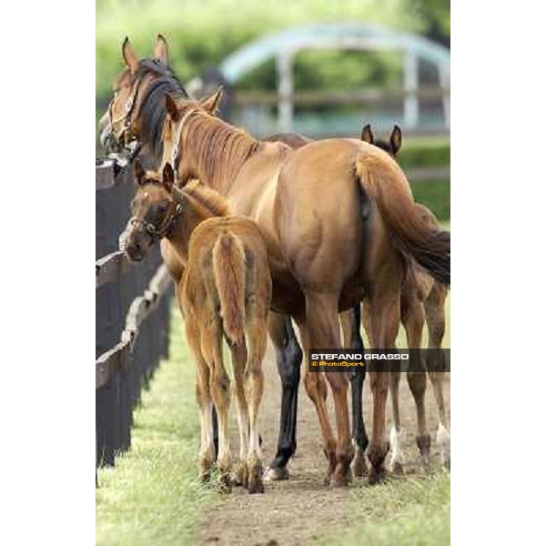 a day at Stud Boesso Capronno, 9th june 2005 ph. Stefano Grasso