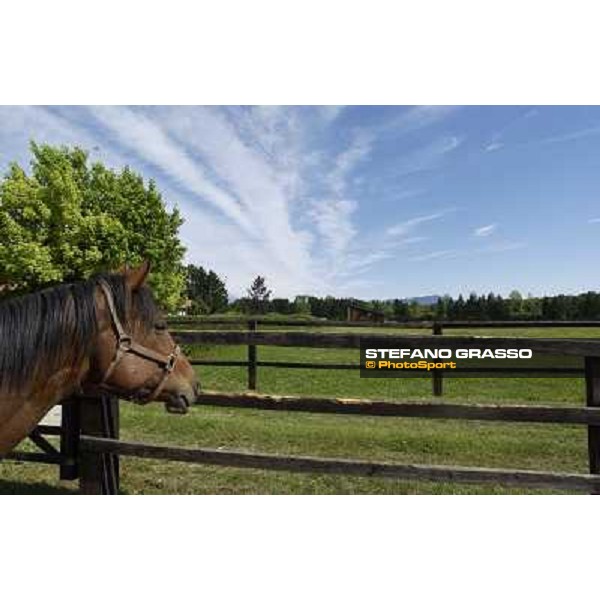 a day at Stud Boesso Capronno, 9th june 2005 ph. Stefano Grasso