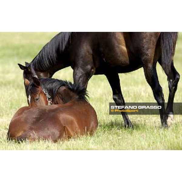 a day at Stud Boesso Capronno, 9th june 2005 ph. Stefano Grasso
