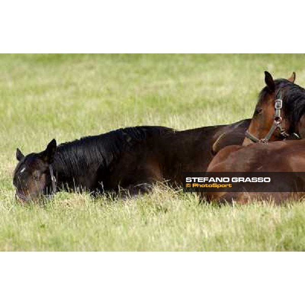 a day at Stud Boesso Capronno, 9th june 2005 ph. Stefano Grasso