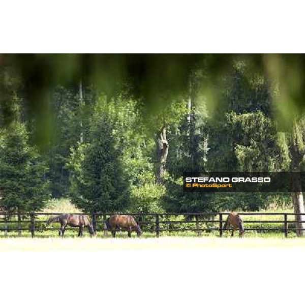 a day at Stud Boesso Capronno, 9th june 2005 ph. Stefano Grasso