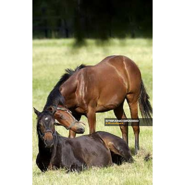 a day at Stud Boesso Capronno, 9th june 2005 ph. Stefano Grasso