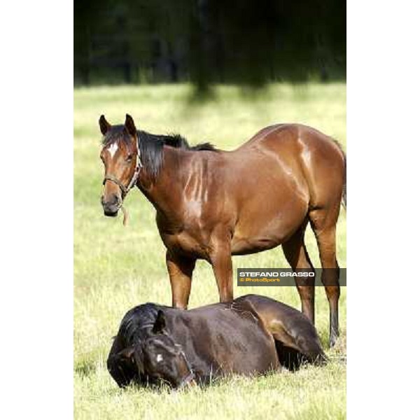 a day at Stud Boesso Capronno, 9th june 2005 ph. Stefano Grasso