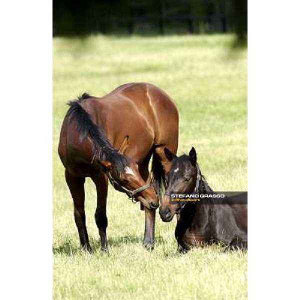 a day at Stud Boesso Capronno, 9th june 2005 ph. Stefano Grasso