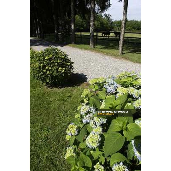 a day at Stud Boesso Capronno, 9th june 2005 ph. Stefano Grasso