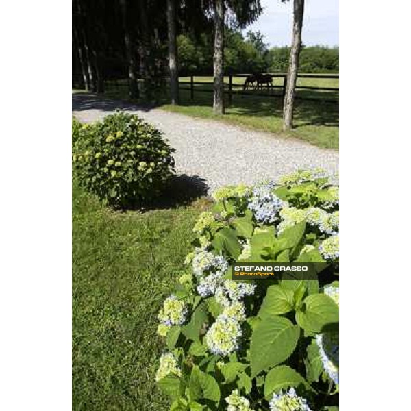 a day at Stud Boesso Capronno, 9th june 2005 ph. Stefano Grasso