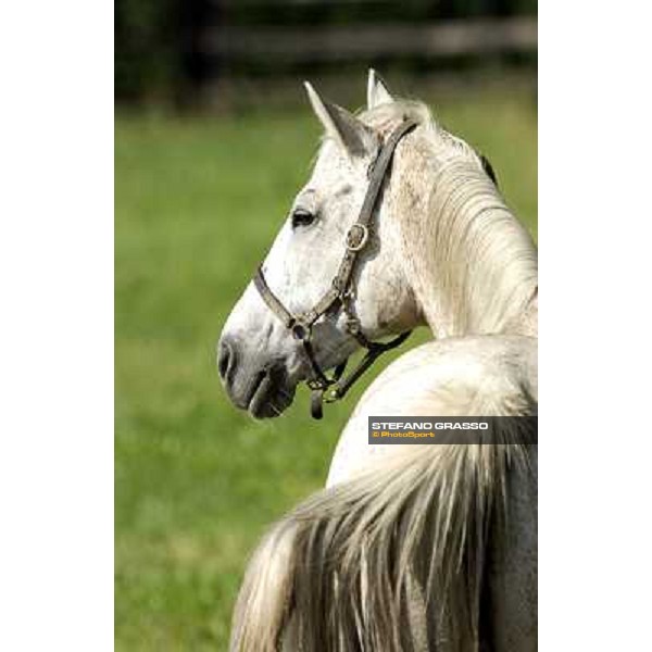 a day at Stud Boesso Capronno, 9th june 2005 ph. Stefano Grasso