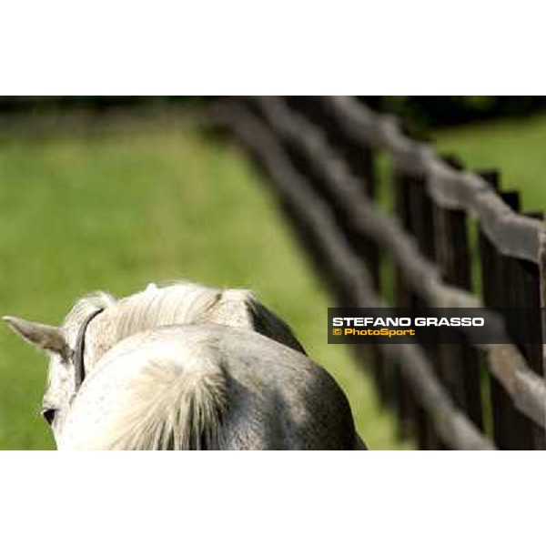 a day at Stud Boesso Capronno, 9th june 2005 ph. Stefano Grasso