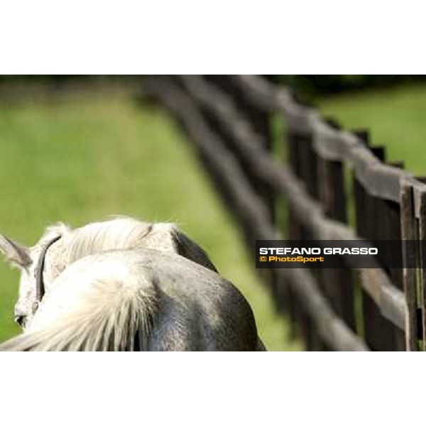 a day at Stud Boesso Capronno, 9th june 2005 ph. Stefano Grasso