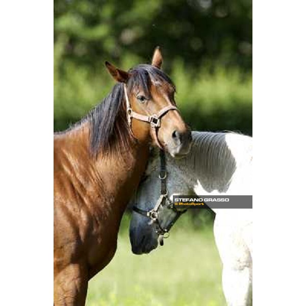 a day at Stud Boesso Capronno, 9th june 2005 ph. Stefano Grasso