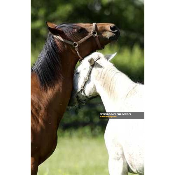 a day at Stud Boesso Capronno, 9th june 2005 ph. Stefano Grasso