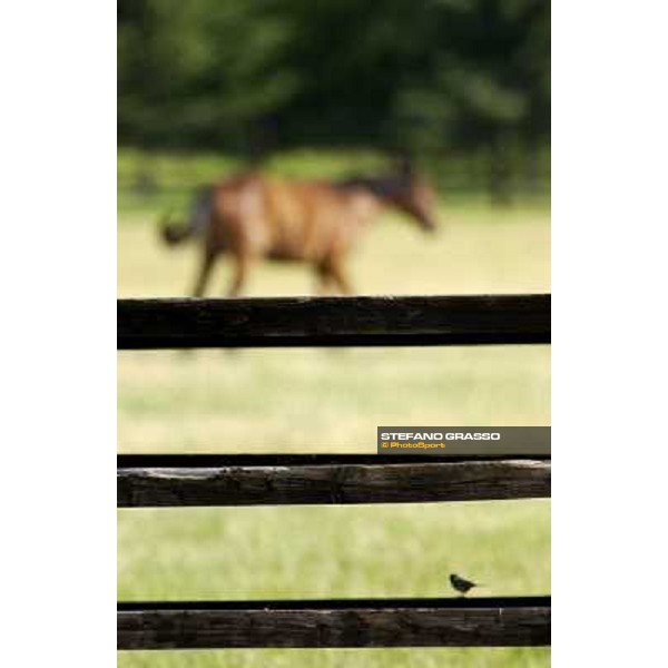 a day at Stud Boesso Capronno, 9th june 2005 ph. Stefano Grasso
