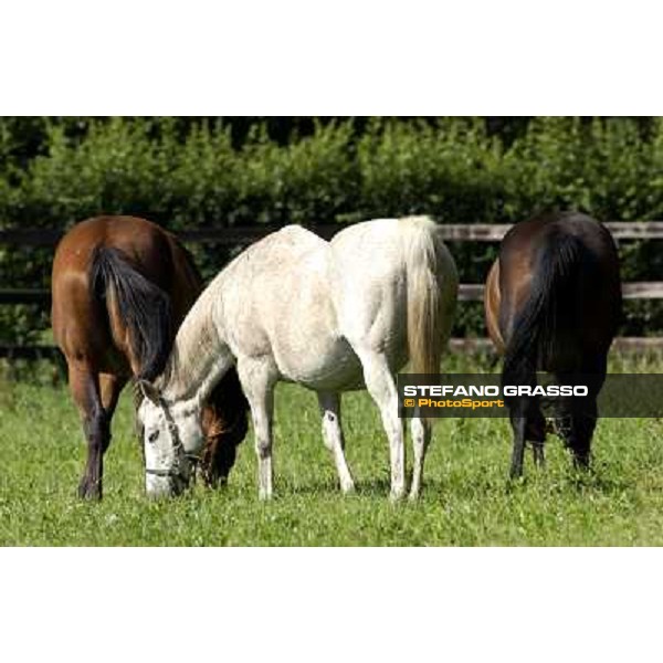 a day at Stud Boesso Capronno, 9th june 2005 ph. Stefano Grasso