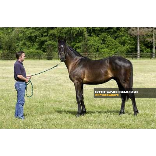 a day at Stud Boesso Capronno, 9th june 2005 ph. Stefano Grasso