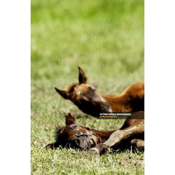 a day at Stud Boesso Capronno, 9th june 2005 ph. Stefano Grasso