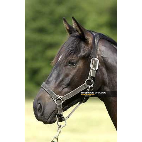 a day at Stud Boesso Capronno, 9th june 2005 ph. Stefano Grasso