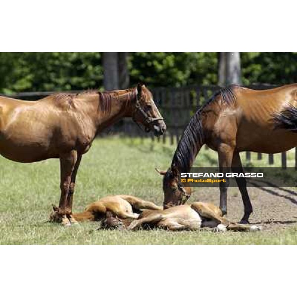 a day at Stud Boesso Capronno, 9th june 2005 ph. Stefano Grasso