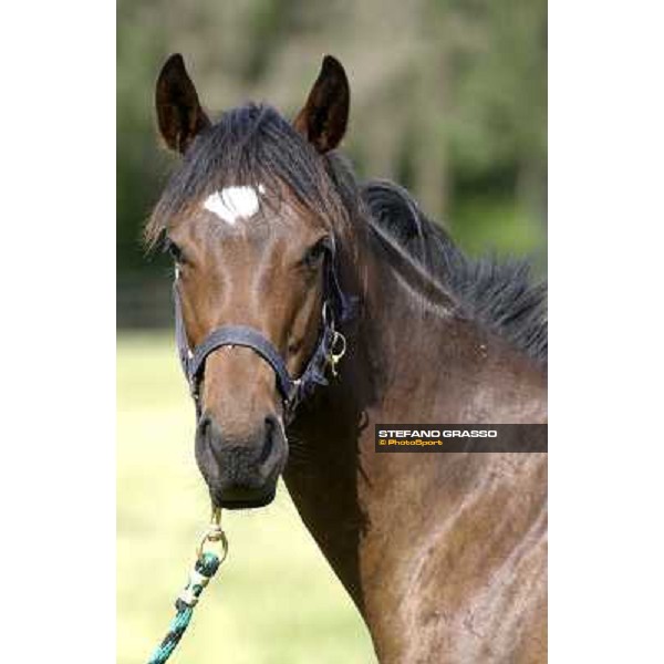 a day at Stud Boesso Capronno, 9th june 2005 ph. Stefano Grasso