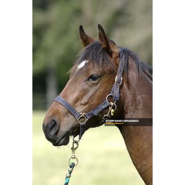 a day at Stud Boesso Capronno, 9th june 2005 ph. Stefano Grasso