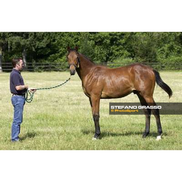 a day at Stud Boesso Capronno, 9th june 2005 ph. Stefano Grasso