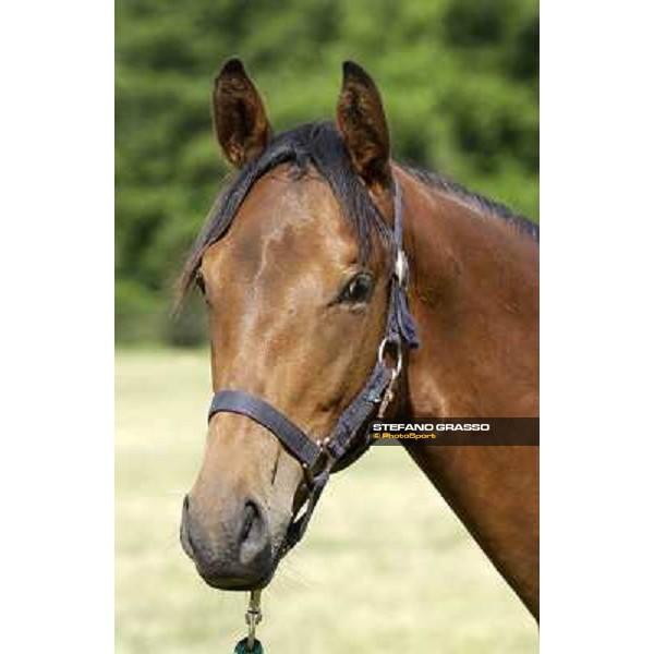 a day at Stud Boesso Capronno, 9th june 2005 ph. Stefano Grasso