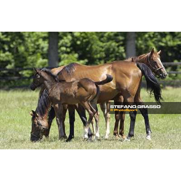 a day at Stud Boesso Capronno, 9th june 2005 ph. Stefano Grasso