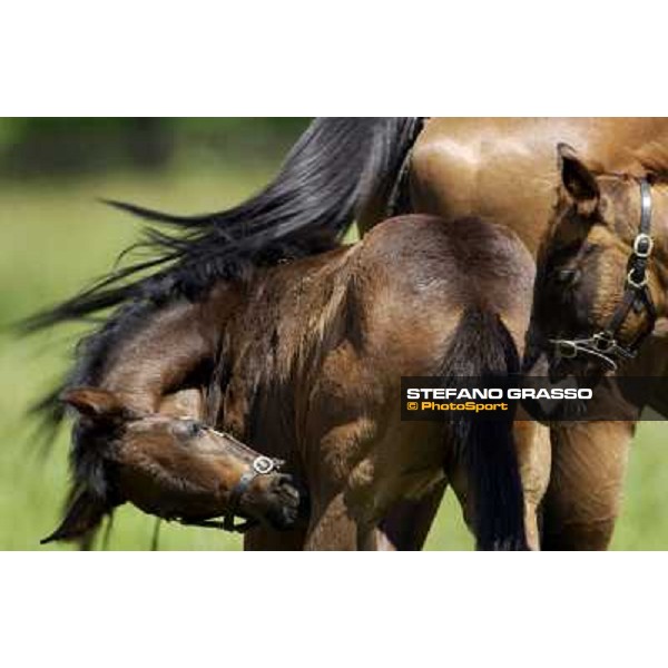 a day at Stud Boesso Capronno, 9th june 2005 ph. Stefano Grasso
