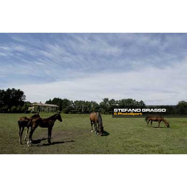a day at Stud Boesso Capronno, 9th june 2005 ph. Stefano Grasso