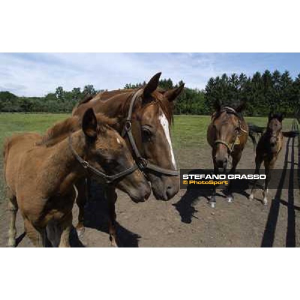 a day at Stud Boesso Capronno, 9th june 2005 ph. Stefano Grasso