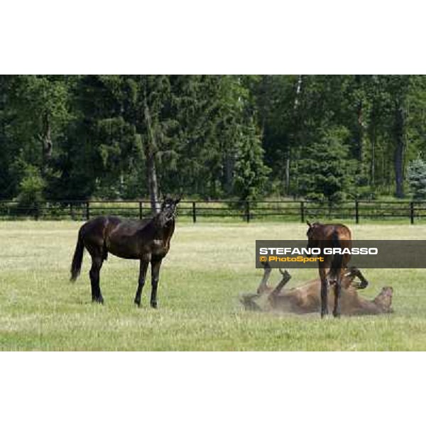 a day at Stud Boesso Capronno, 9th june 2005 ph. Stefano Grasso