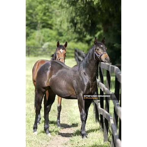 a day at Stud Boesso Capronno, 9th june 2005 ph. Stefano Grasso