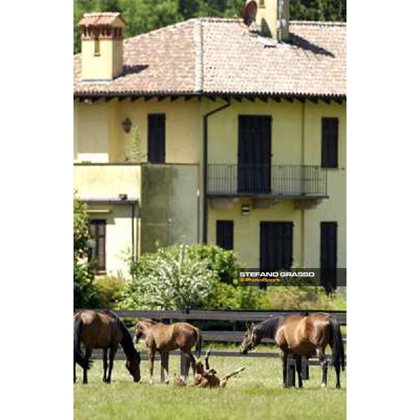 a day at Stud Boesso Capronno, 9th june 2005 ph. Stefano Grasso