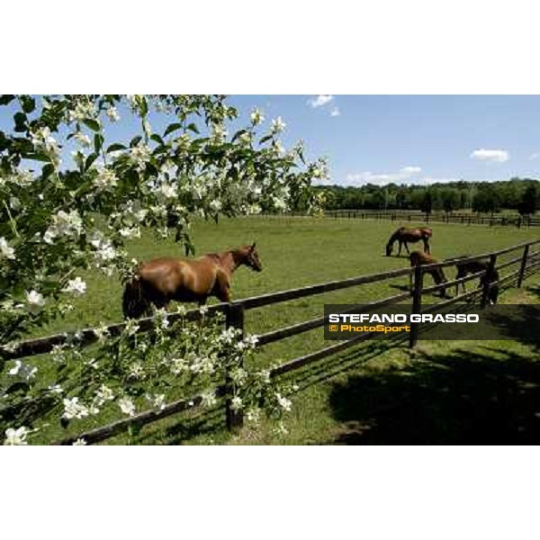 a day at Stud Boesso Capronno, 9th june 2005 ph. Stefano Grasso