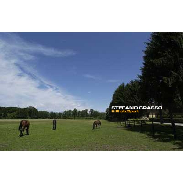 a day at Stud Boesso Capronno, 9th june 2005 ph. Stefano Grasso