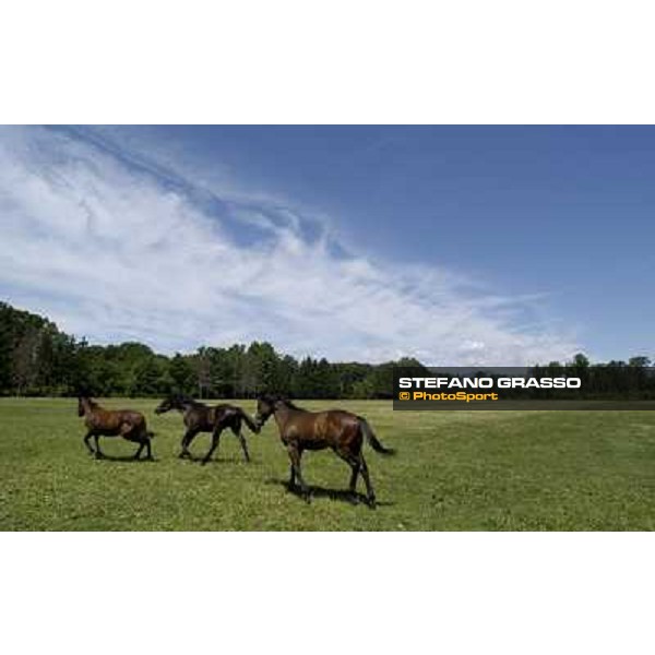 a day at Stud Boesso Capronno, 9th june 2005 ph. Stefano Grasso