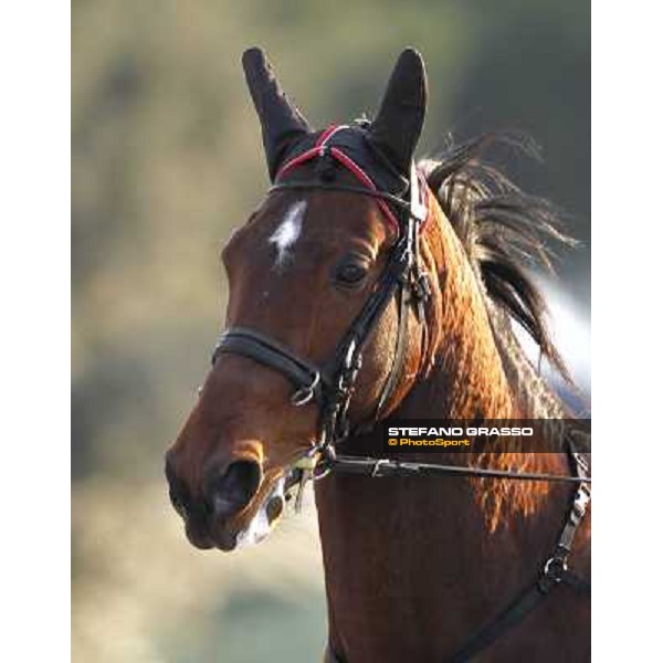 a close up for Revirade wins the Gran Premio Mario Locatelli Milan - San Siro racetrack, 23rd january 2011 ph. Stefano Grasso
