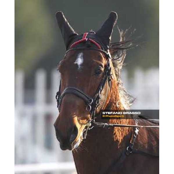 Pietro Gubellini with Revirade wins the Gran Premio Mario Locatelli Milan - San Siro racetrack, 23rd january 2011 ph. Stefano Grasso