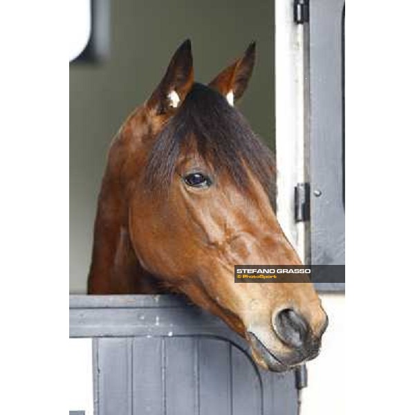 a relaxed Lana del Rio pictured in her box at Vincennes 4.30 hours before the race. Paris- Vincennes racetrack, 30/1/2011 ph.Stefano Grasso